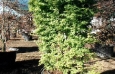 Fenced Japanese Maple